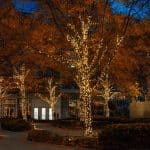 Rose Garden Christmas Lights Toronto